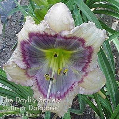 Daylily Crystal Blue Persuasion